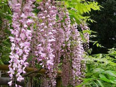Glicynia chińska Rosea Wisteria sinensis P11