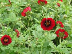Pięciornik krzewiasty Gibson`s Scarlet Potentilla fruticosa P9