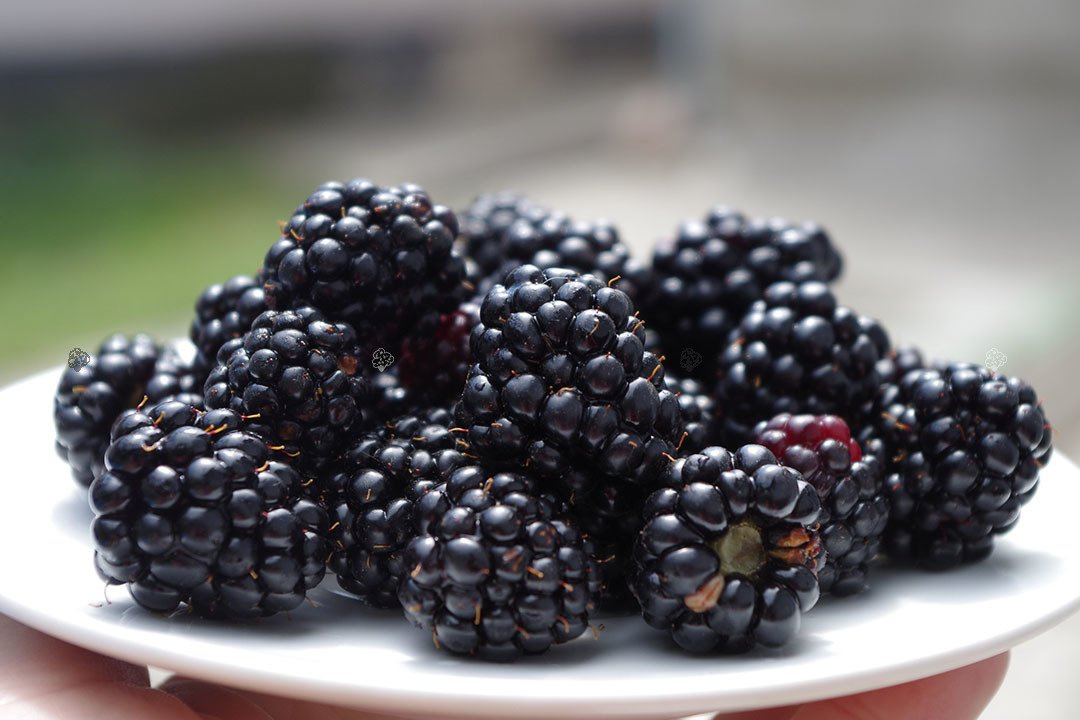 Jeżyna bezkolcowa Gazda Rubus fruticosa C2