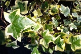 Bluszcz pospolity Goldchild Hedera helix P9