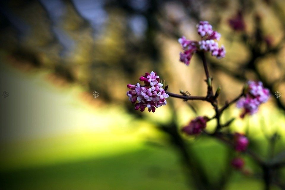 Kalina bodnantska Charles Lamont Viburnum bodnantense P9