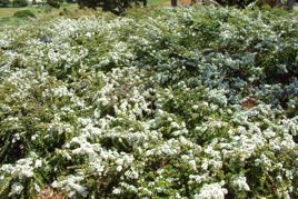Irga drobnolistna Cotoneaster microphyllus C2