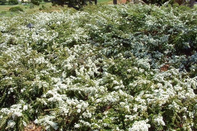 Irga drobnolistna Cotoneaster microphyllus C2