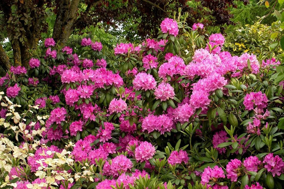 Różanecznik Roseum Elegans Rhododendron C2