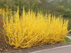 Forsycja pośrednia Minigold Forsythia intermedia P9