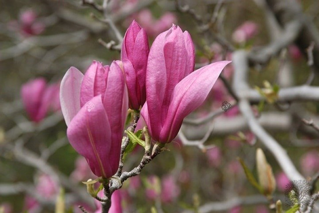 Magnolia Ricki Magnolia C2