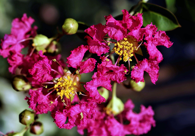 Lagerstroemia indyjska Berry Dazzle PBR Lagerstroemia indica P9