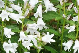 Dzwonek kremowy Alba Campanula lactiflora C1