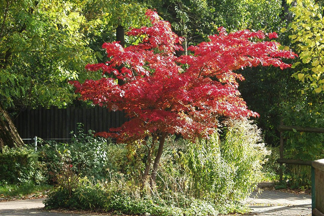 Klon palmowy Atropurpureum Acer palmatum C2