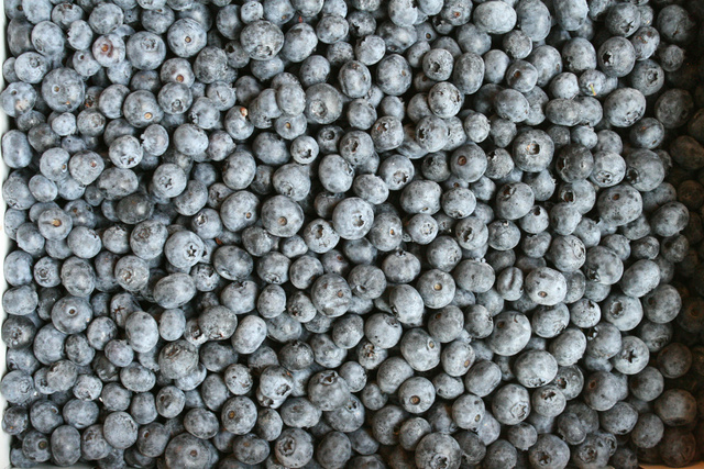Borówka amerykańska Bluecrop Vaccinium corymbosum C2