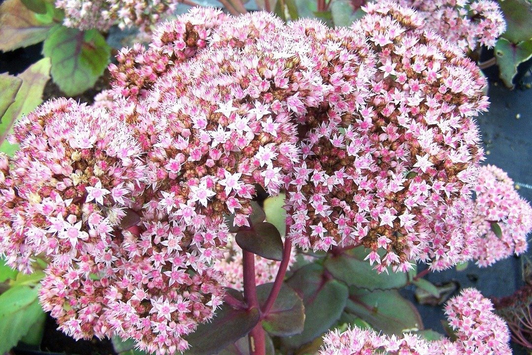 Rozchodnik wielki Strawberries and Cream Sedum telephium P9
