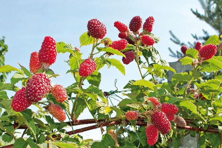 Malinojeżyna Tayberry Medana Rubus C2