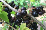 Porzeczka czarna Ribes nigrum C2