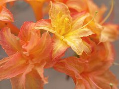 Azalia wielkokwiatowa Csardas Rhododendron (Knaphill) C4