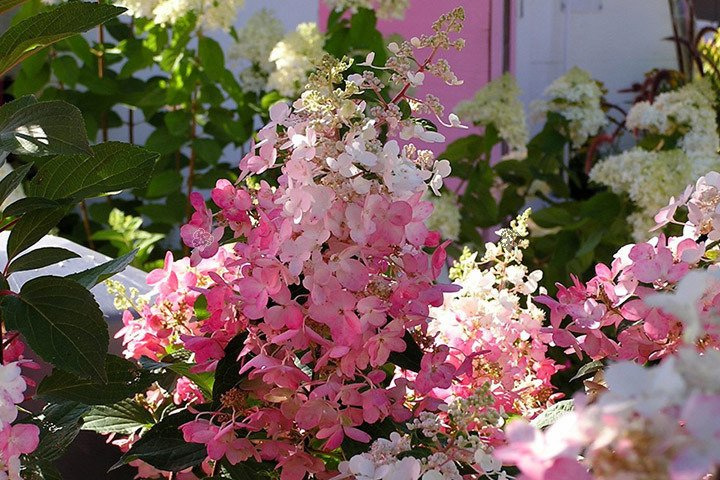 Hortensja bukietowa Pinky Winky PBR Hydrangea paniculata C5