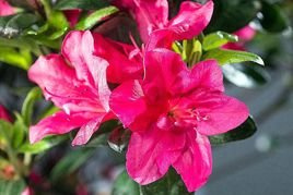 Azalia japońska Maruschka PBR Rhododendron obtusum C2