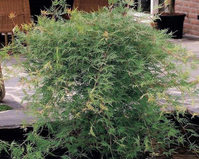 Klon palmowy Emerald Lace Acer palmatum C7,5