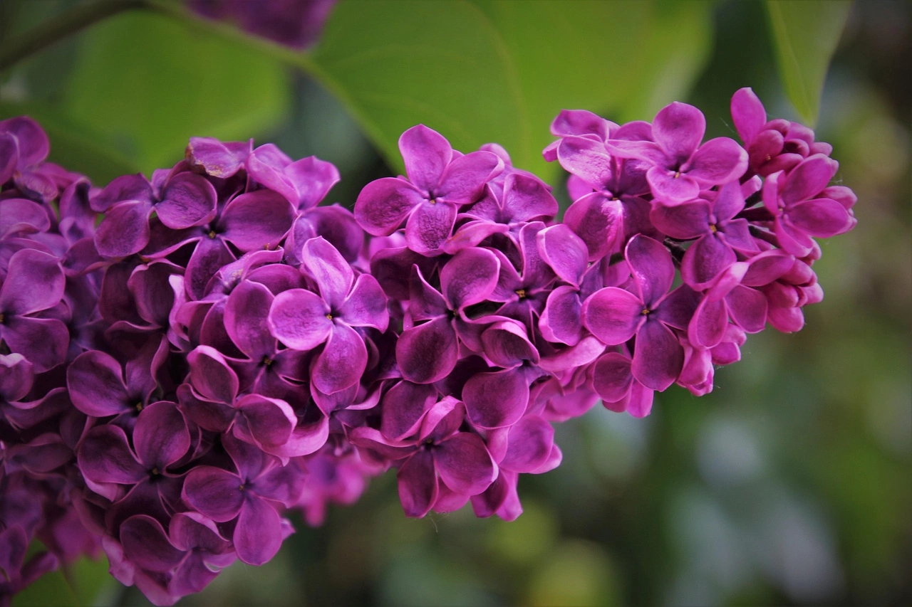 Lilak Meyera Palibin Syringa meyeri C2