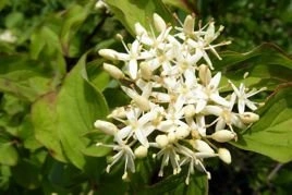 Dereń biały Aurea Cornus alba C2