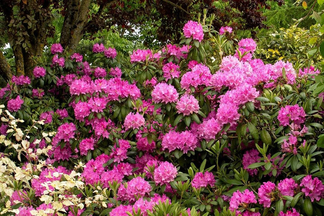 Różanecznik Roseum Elegans Rhododendron C2