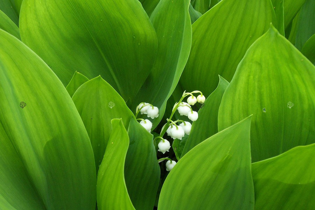 Konwalia majowa Convallaria majalis P9