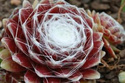 Rojnik pajęczynowaty Sempervivum arachnoideum P9