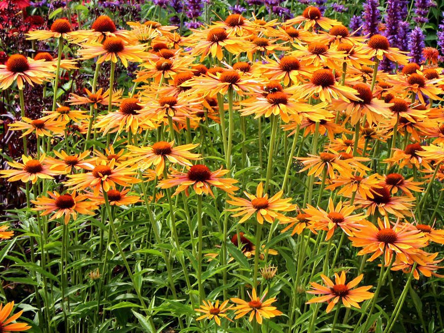Jeżówka Big Kahuna PBR Echinacea hybrida C3