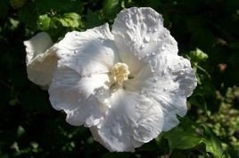 Ketmia syryjska William R. Smith Hibiscus syriacus C2