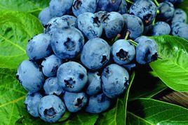 Borówka amerykańska Darrow Vaccinium corymbosum P9