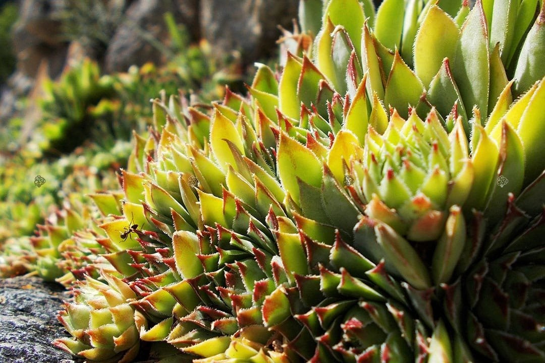 Rojnik Mahogany Sempervivum P9
