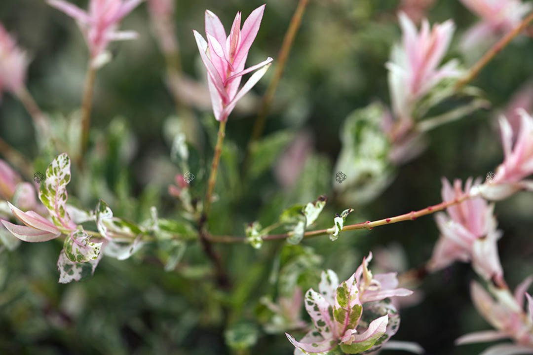 Wierzba całolistna Hakuro Nishiki Salix integra KRZEW P9