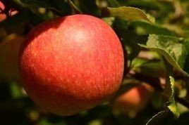 Jabłoń Oliwka Czerwona Malus domestica