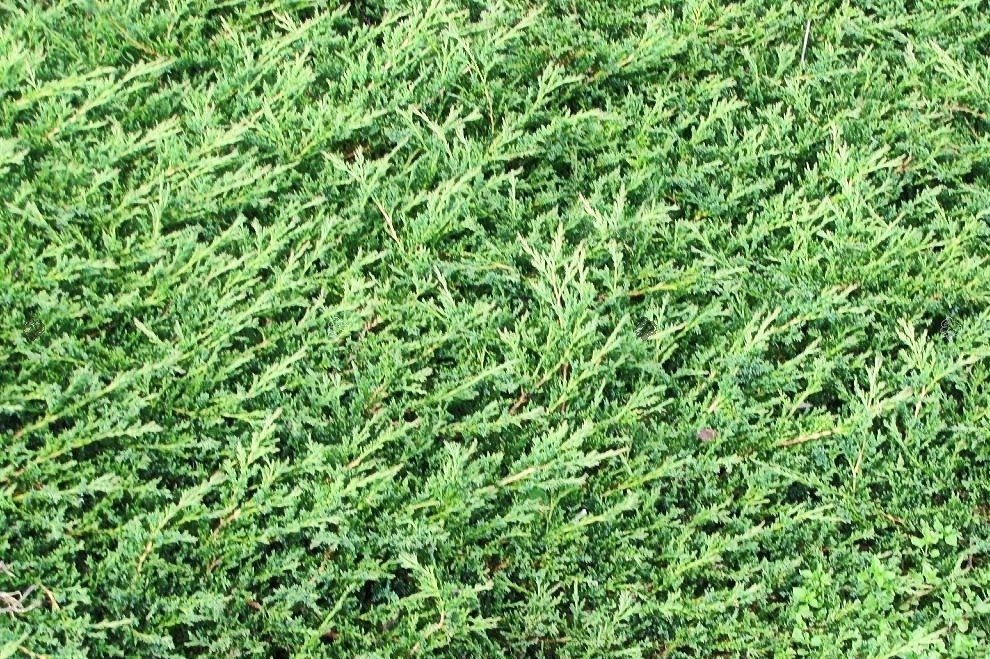 Jałowiec płożący Prince of Wales Juniperus horizontalis C2