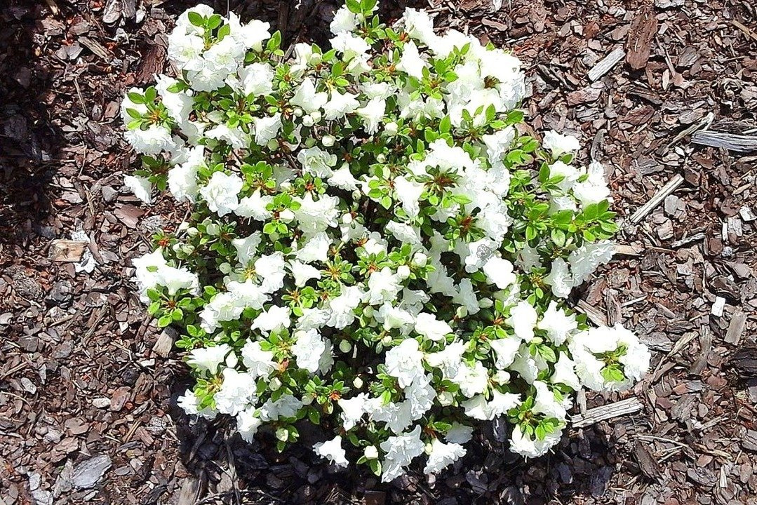Azalia japońska Kermesina Alba Rhododendron obtusum C2