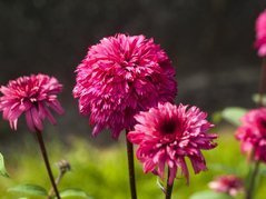 Jeżówka Blackberry Truffle Echinacea purpurea C2
