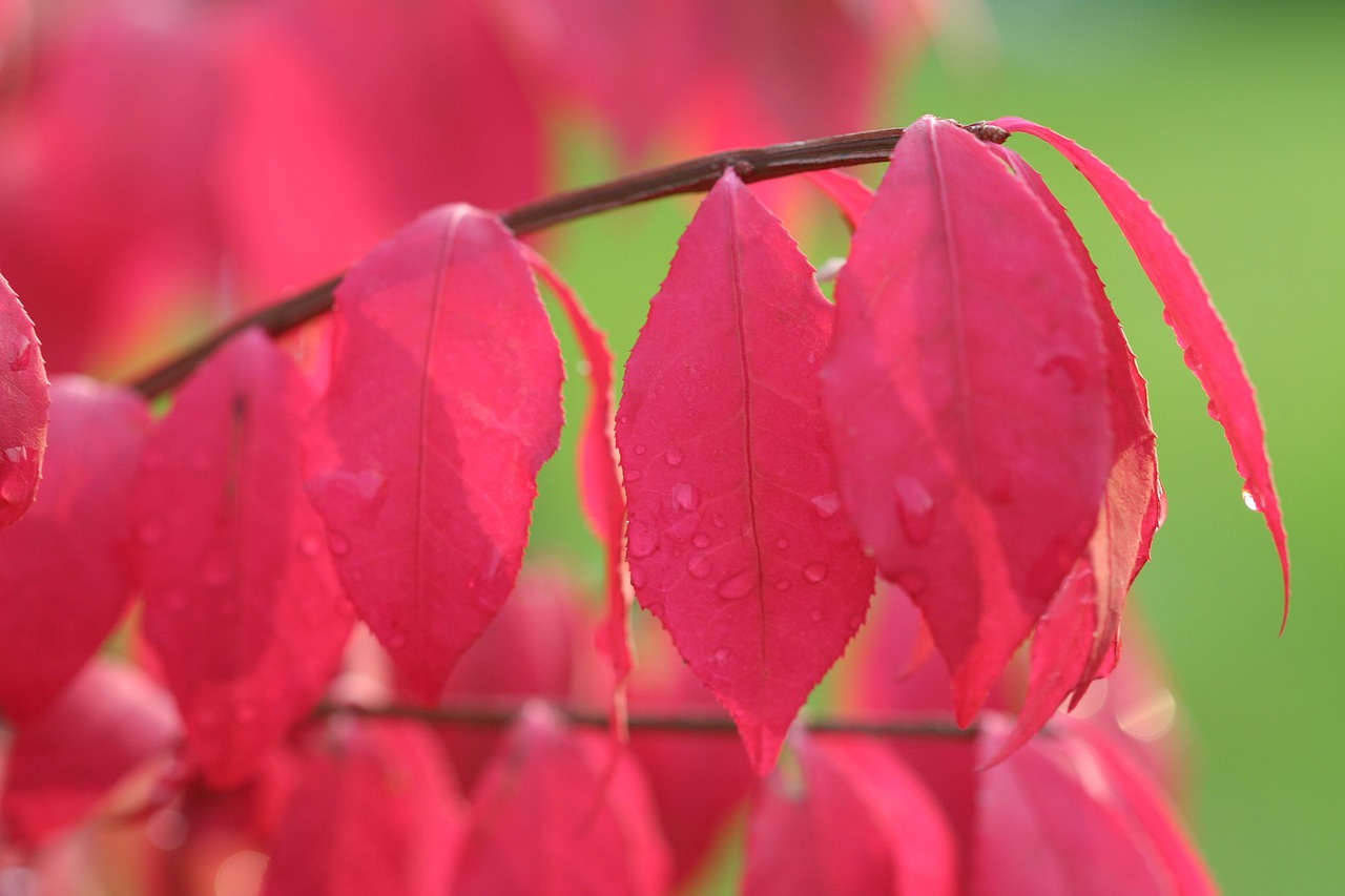 Trzmielina Oskrzydlona Euonymus alatus C5