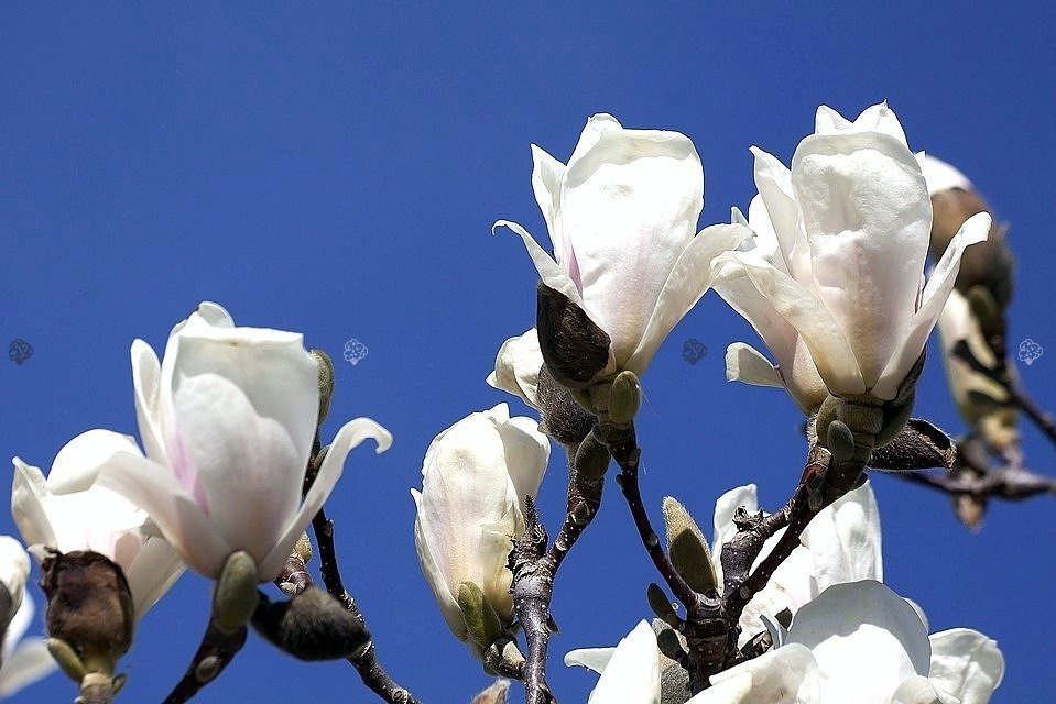Magnolia Soulange'a Alba Superba Magnolia soulangeana C3