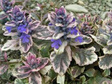 Dąbrówka rozłogowa Burgundy Glow Ajuga reptans P9