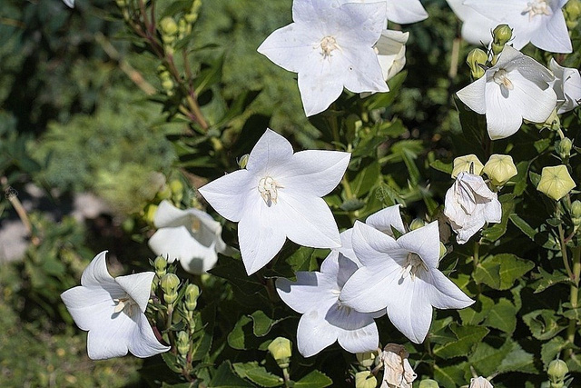 Dzwonek karpacki Weisse Clips Campanula carpatica P9