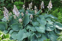 Funkia Blue Angel Hosta