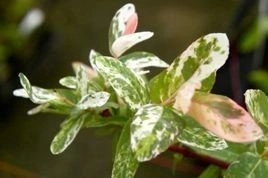 Wierzba całolistna Hakuro Nishiki Salix integra KRZEW P9