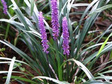 Liriope szafirkowata Big Blue Liriope muscari C2