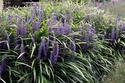 Liriope szafirkowata Ingwersen Liriope muscari C2