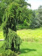Świerk pospolity Pendula Major Picea abies C5