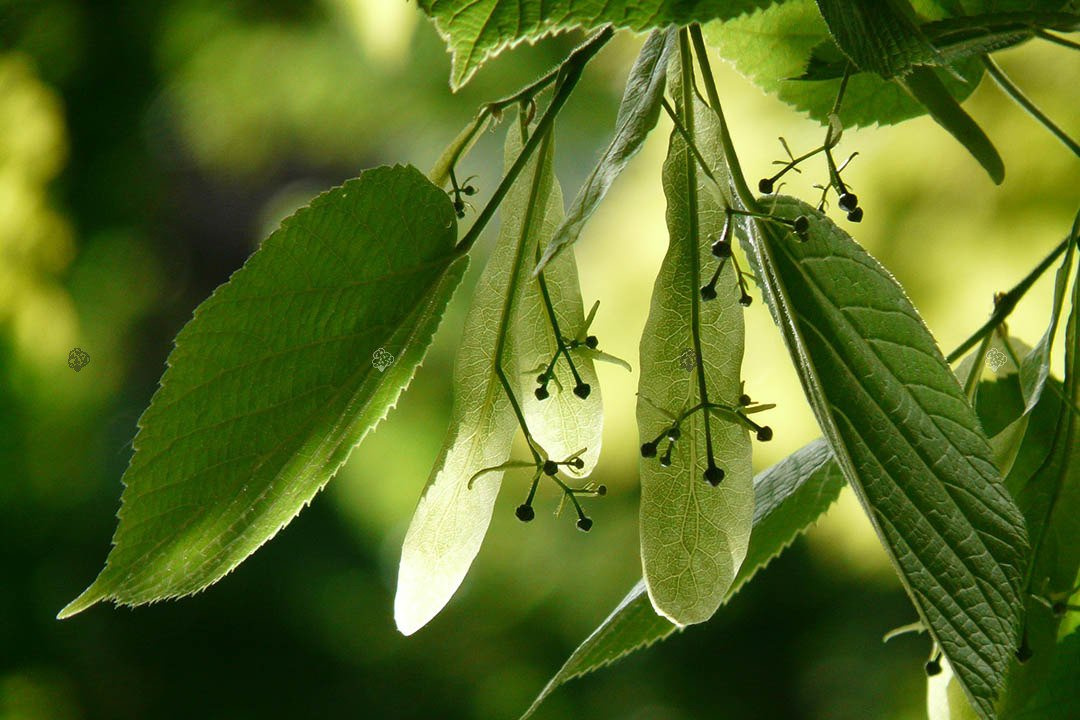 Lipa drobnolistna Tilia cordata C2