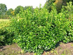 Laurowiśnia wschodnia Novita Prunus laurocerasus P9