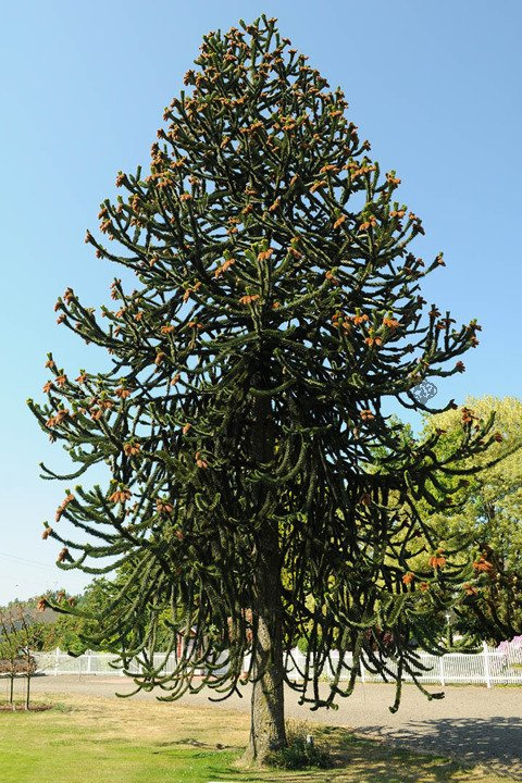 Araukaria chilijska C2