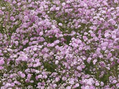 Gipsówka wiechowata Pink Festival Gypsophila paniculata C2