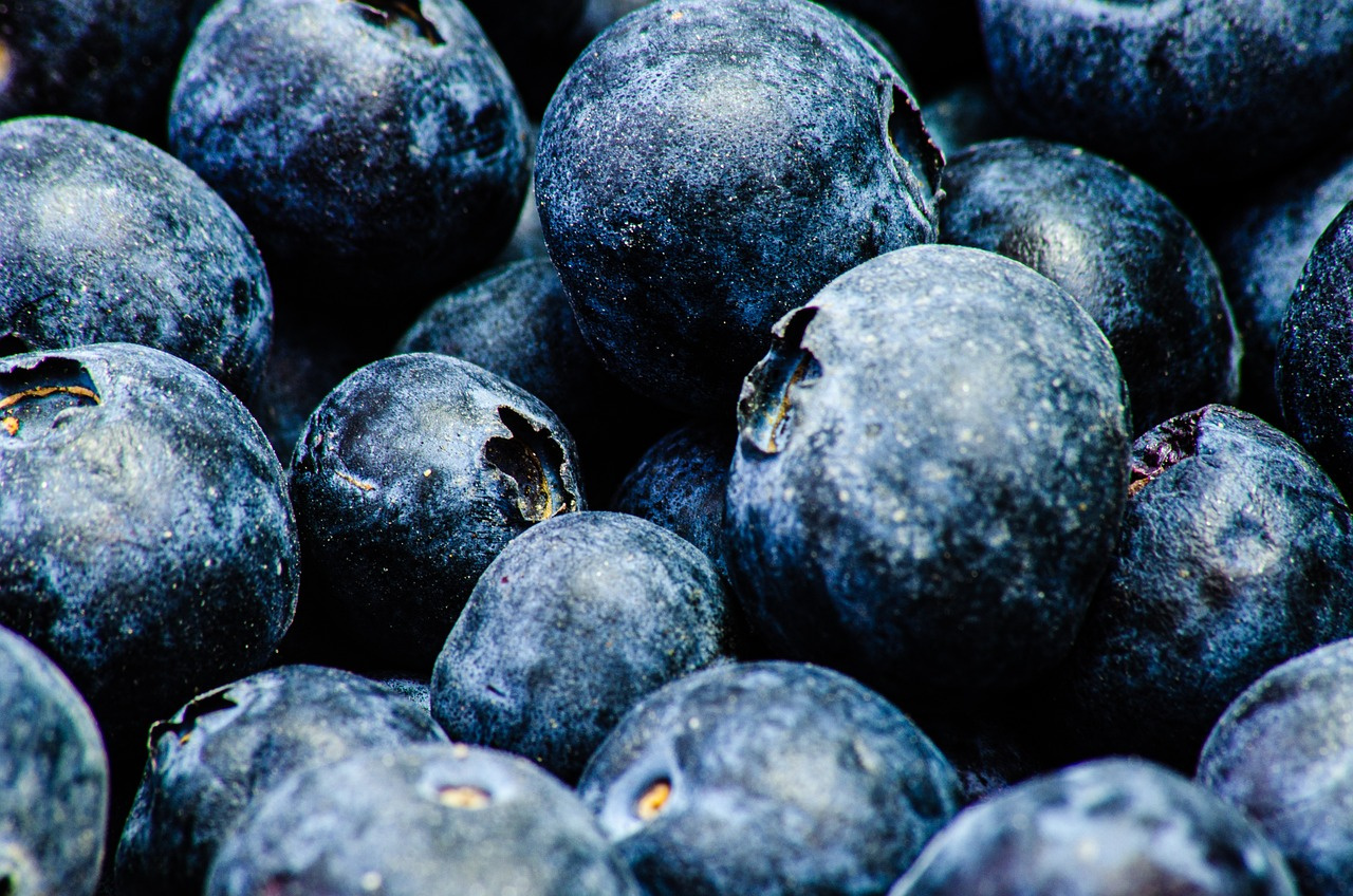 Borówka amerykańska Duke Vaccinium corymbosum P9