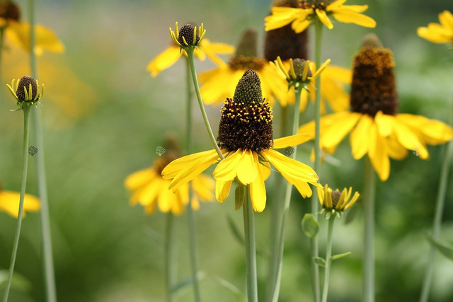 Rudbekia wielka Rudbeckia maxima P9